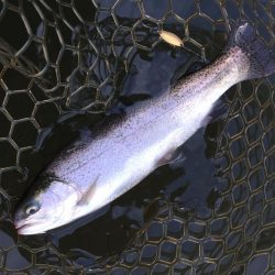 大安トラウトレイク釣果